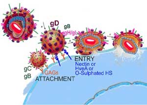 Herpes-virus1