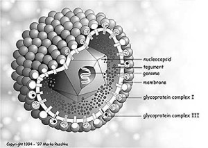 Herpes-virus2